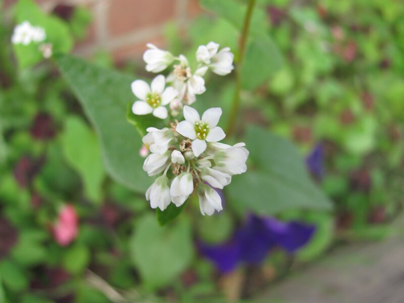 white flowers on green plant
