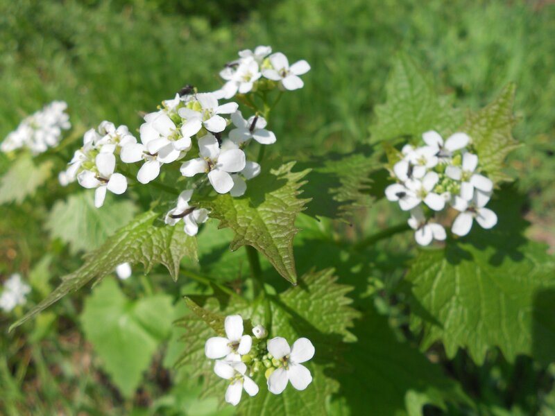 white flowers on green plant