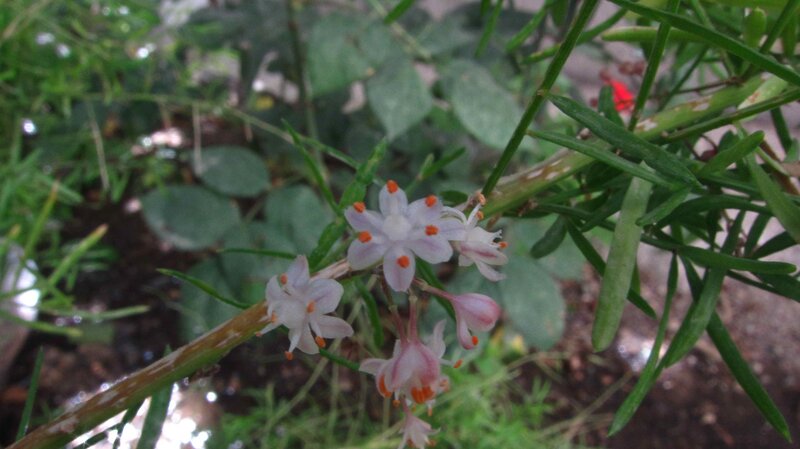 white flowers on green plant