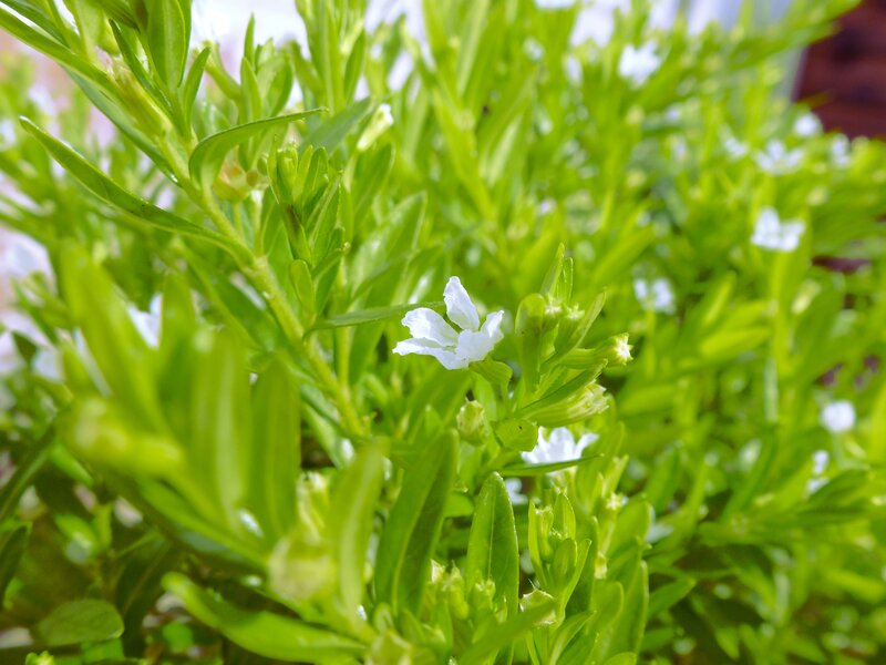white flowers on green plant