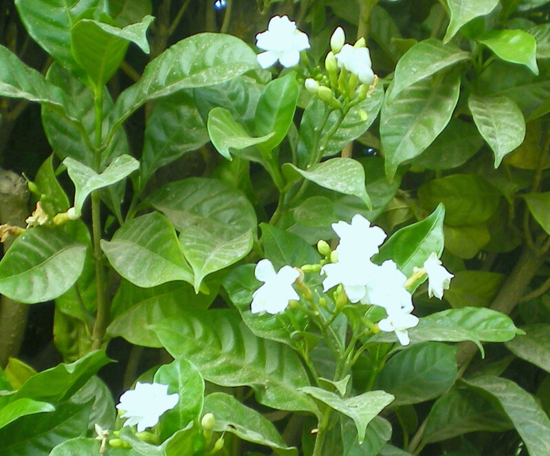 white flowers on green plant