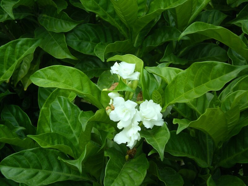 White Flowers on Green Plant — Calm, Photograph, Leaves
