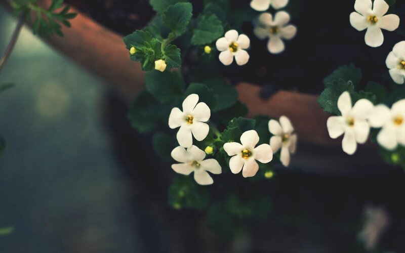 White Flowers on Green Plant — Calm