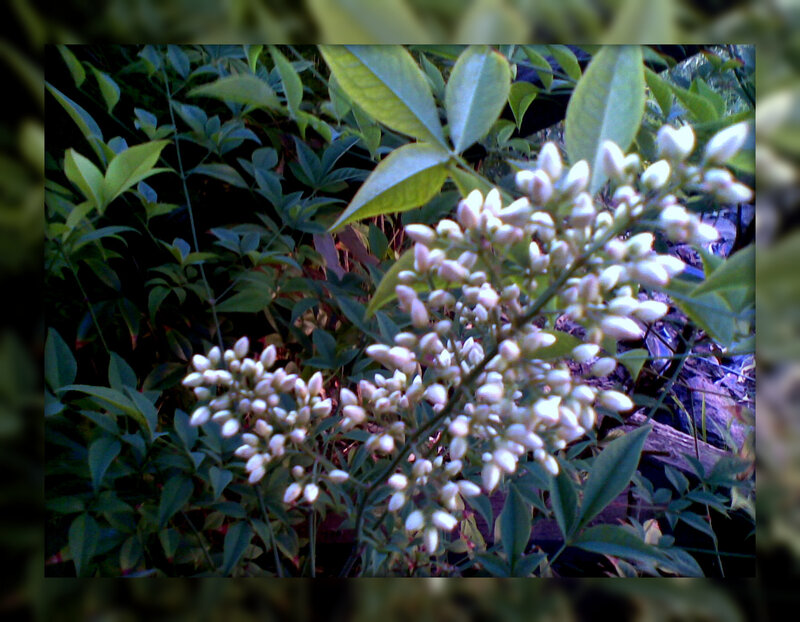 White Flowers on Green Plant — Natural, Afternoon, Photograph