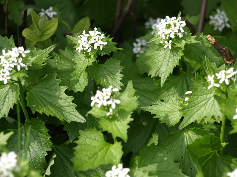 White Flowers on Green Plant — Natural, Spring