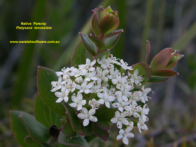 White Flowers on Green Plant — Natural