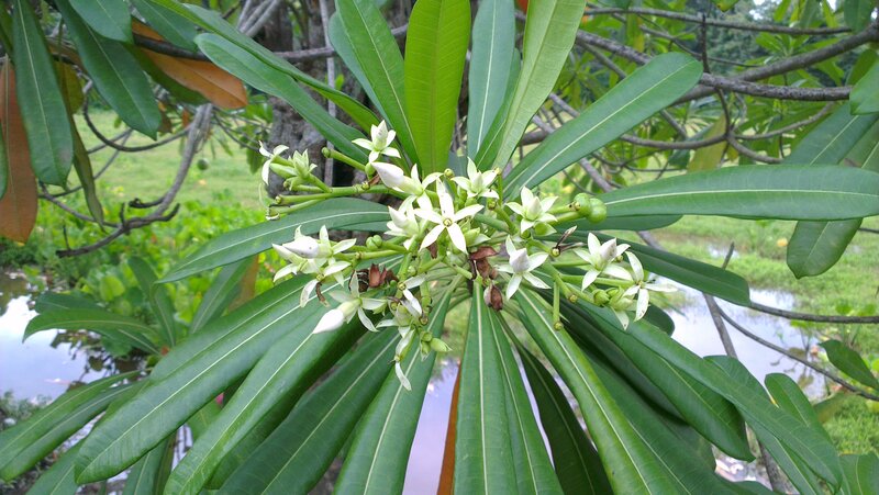 White Flowers on Green Plant — Serene