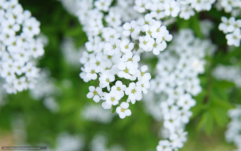 White Flowers on Green — Serene, Spring