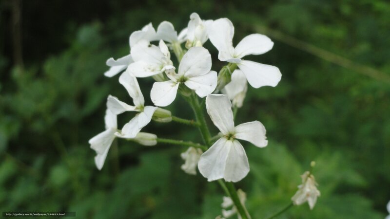 White Flowers on Green Stem — Calm, Photograph, Green Leaves