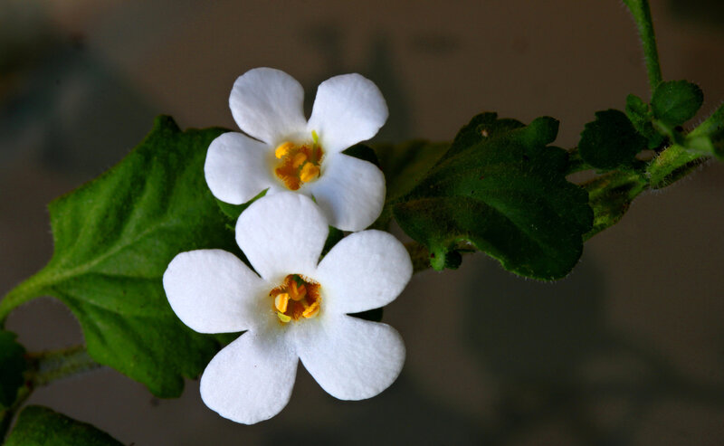 White Flowers on Green Stem — Calm, Photograph