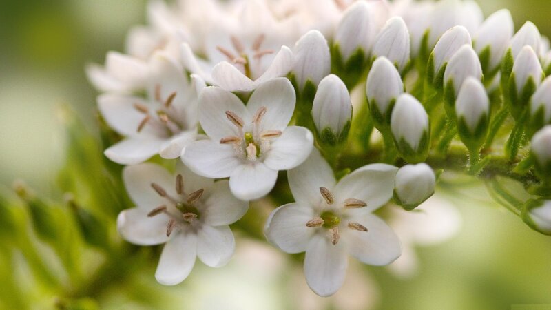 White Flowers on Green Stem — Calm, Spring