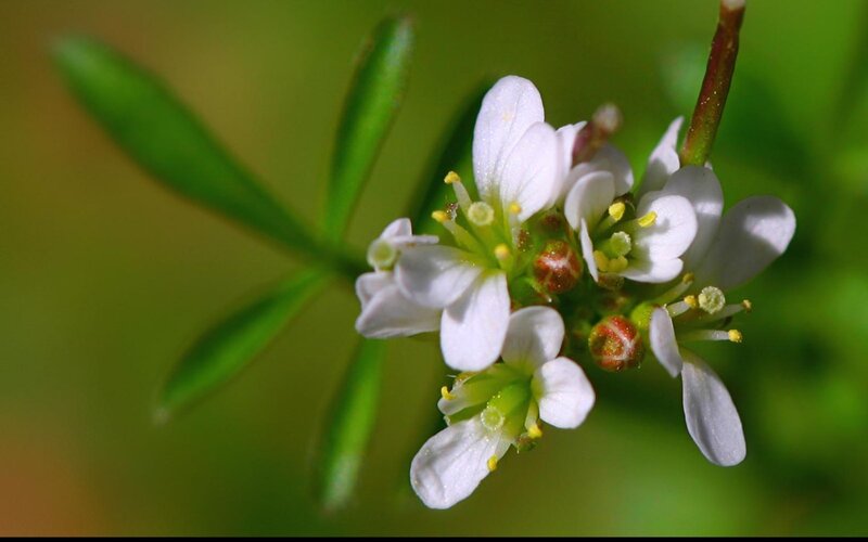 White Flowers on Green Stem — Serene, Spring, Photograph