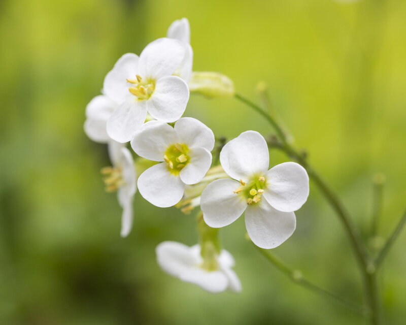 White Flowers on Green Stem — Serene, Spring