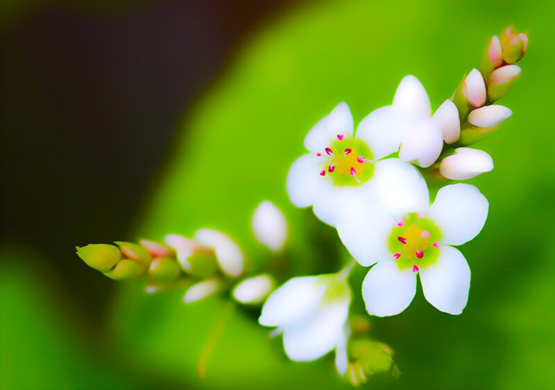 White Flowers on Green Stem — Serene