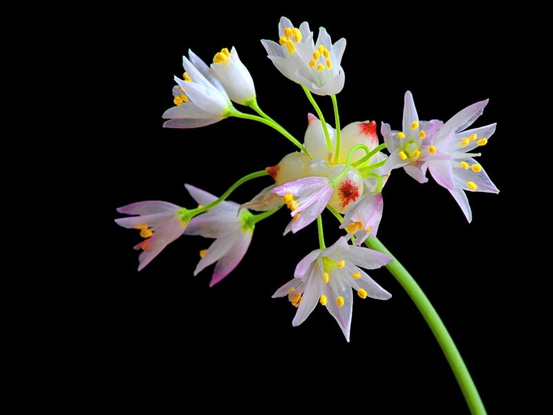 White Flowers on Green Stem