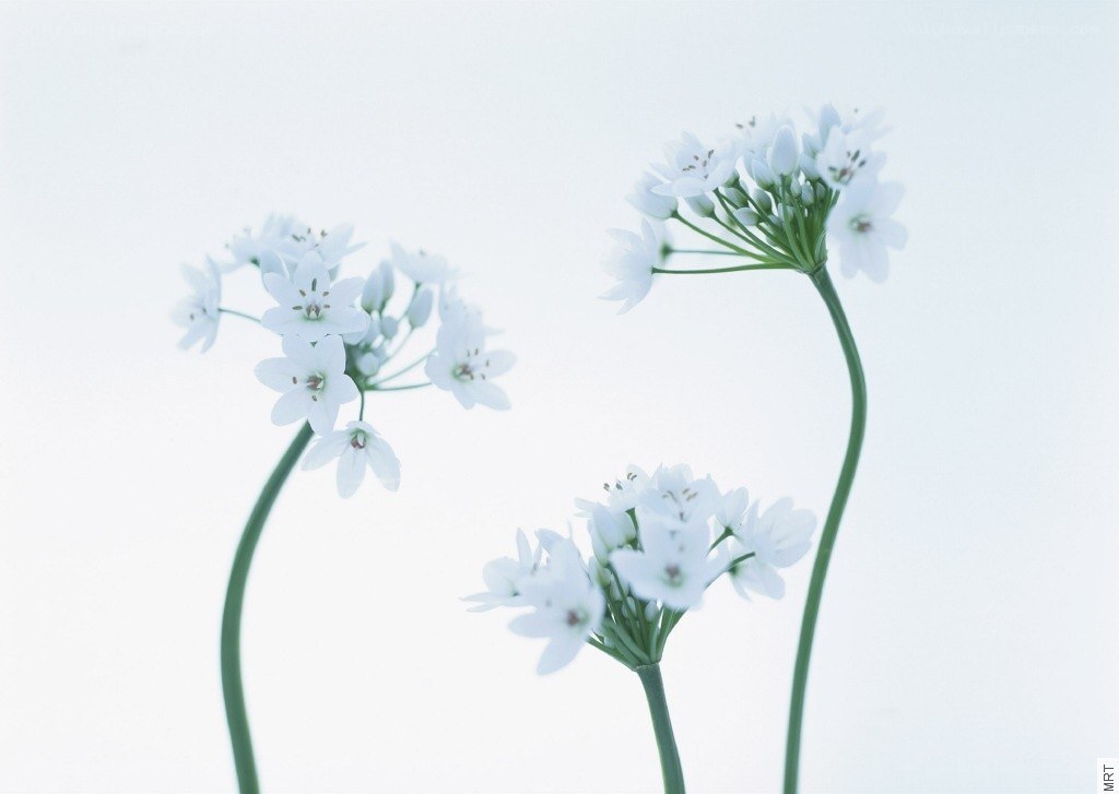 White flowers on green stems
