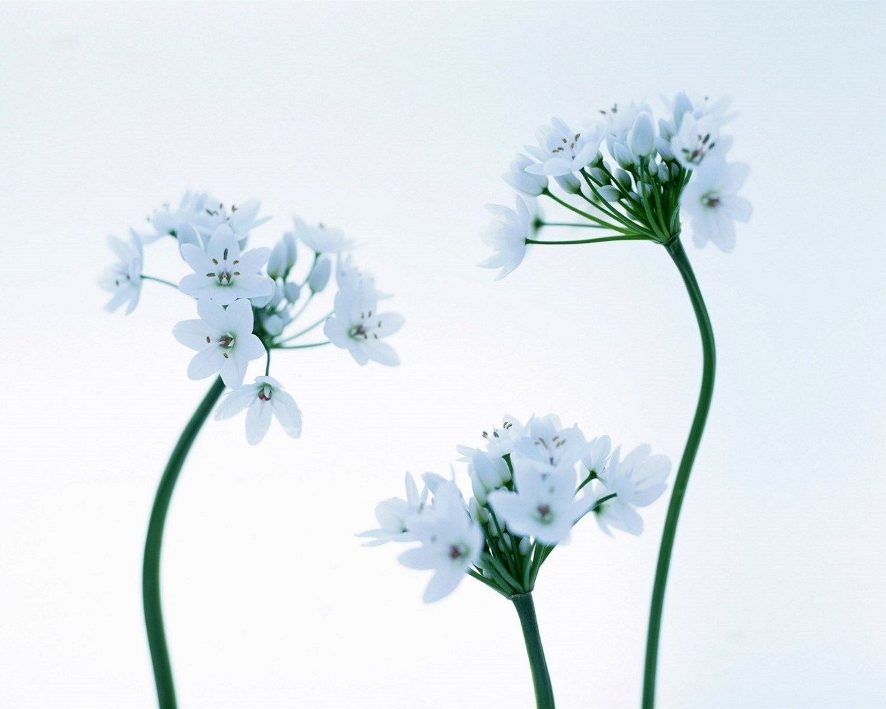 white flowers on green stems