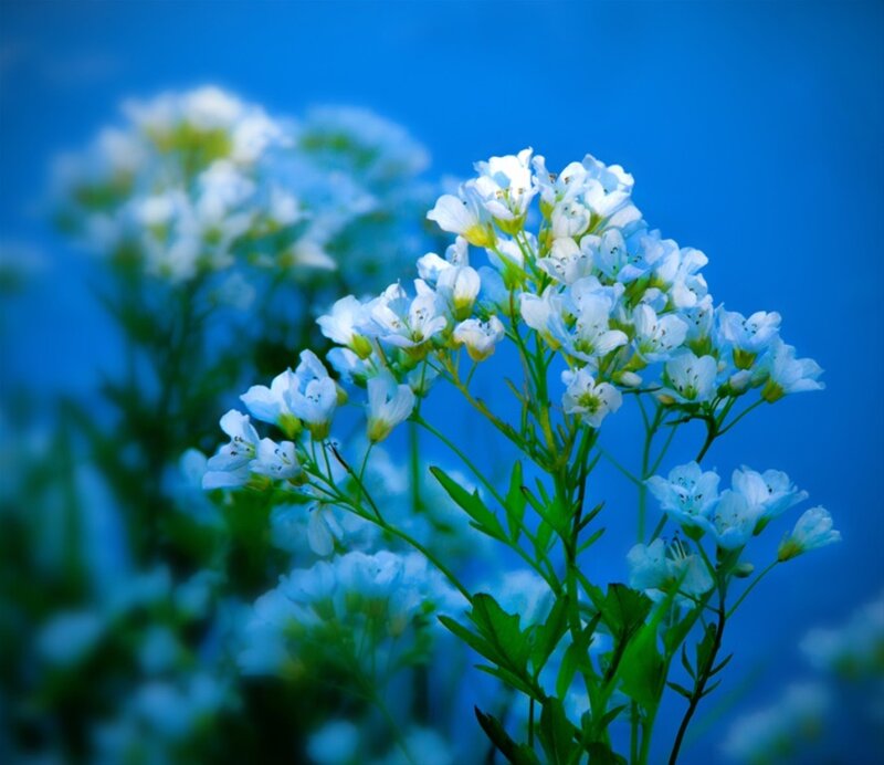 White Flowers on Green Stems — Blue