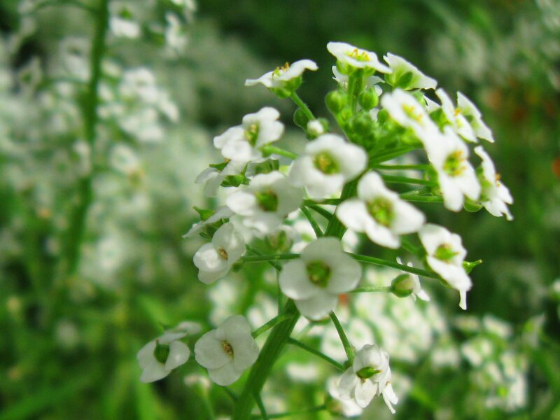 White Flowers on Green Stems — Calm, Spring