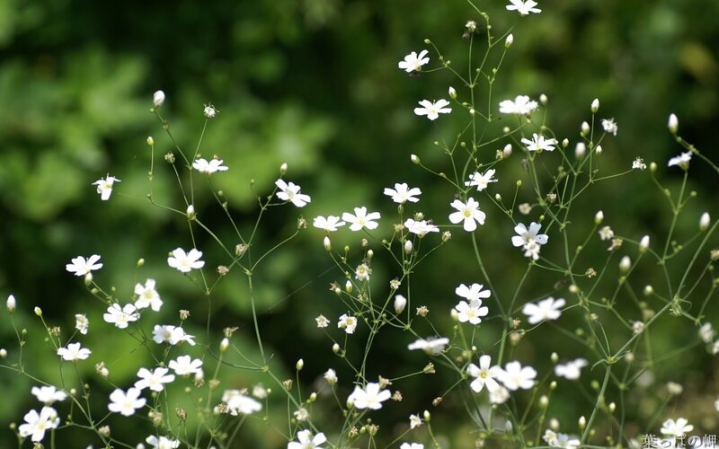 White Flowers on Green Stems — Calm