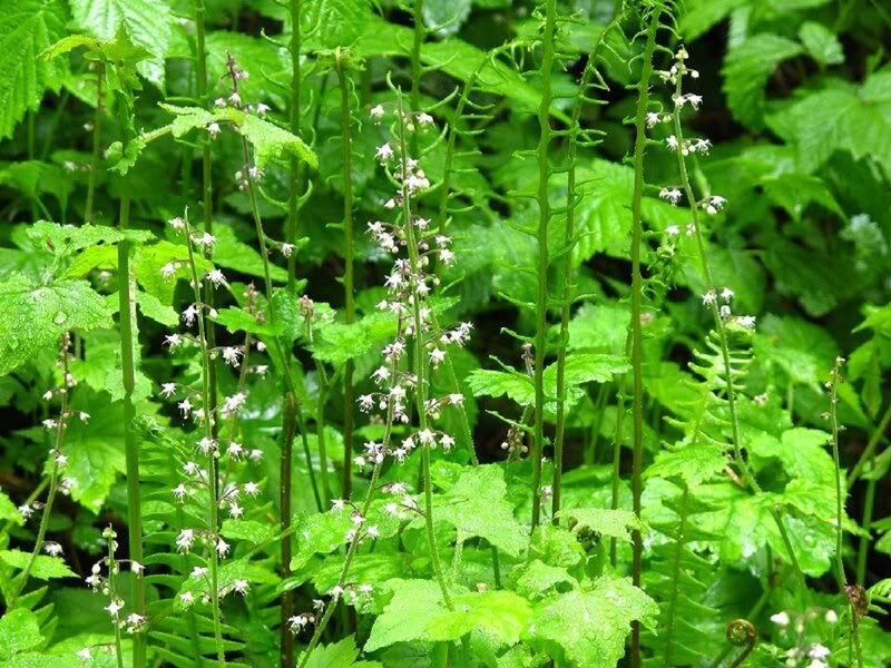 White Flowers on Green Stems — Natural, Summer