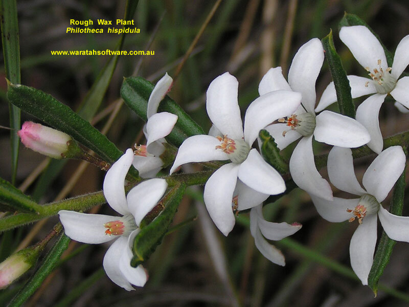 White Flowers on Green Stems — Natural