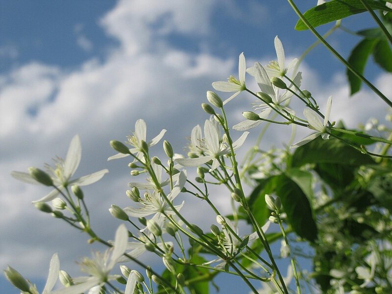 White Flowers on Green Stems — Serene, Afternoon