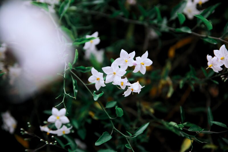 White Flowers on Green Stems — Serene, Photograph