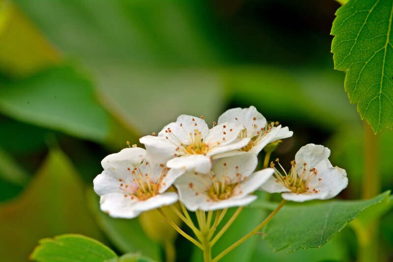 White Flowers on Green Stems — Serene, Spring