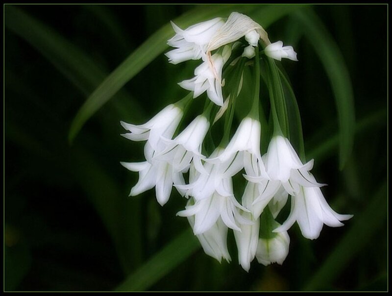 White Flowers on Green Stems — Serene