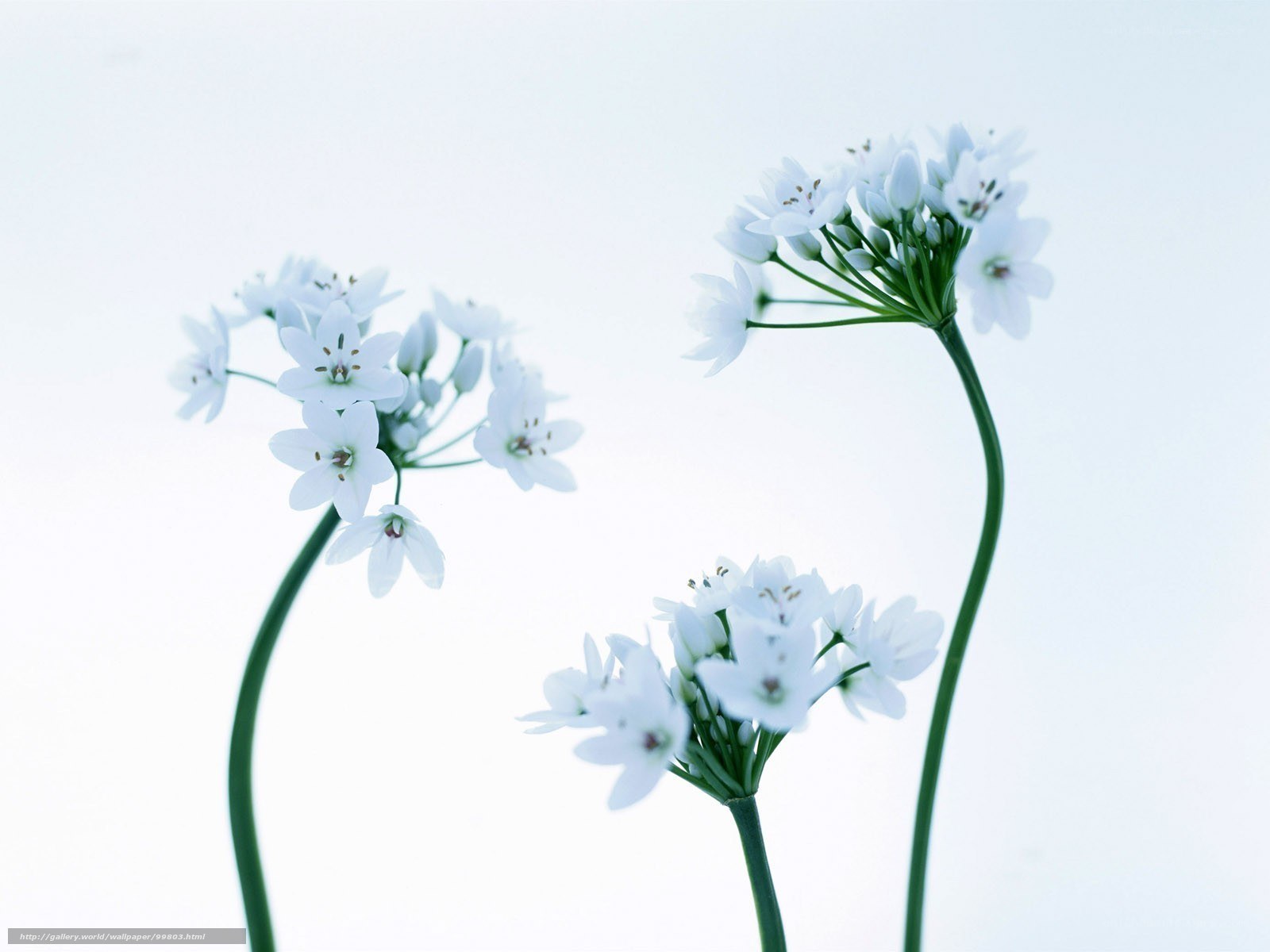 White flowers on green stems
