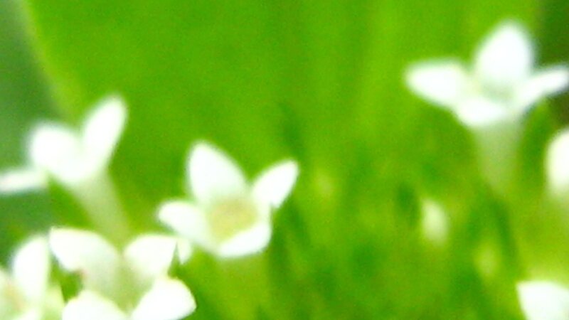 White Flowers on Green
