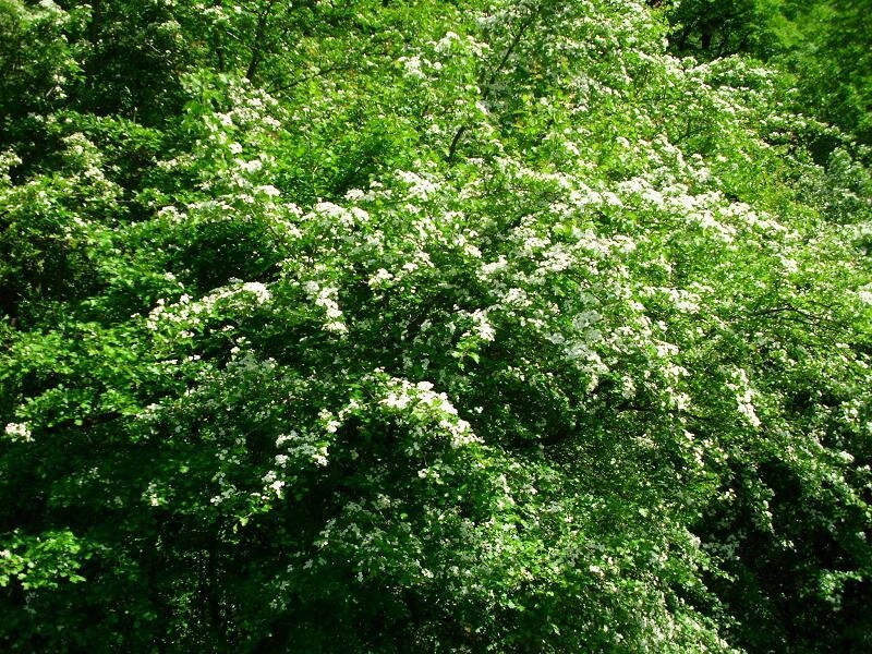 white flowers on green tree