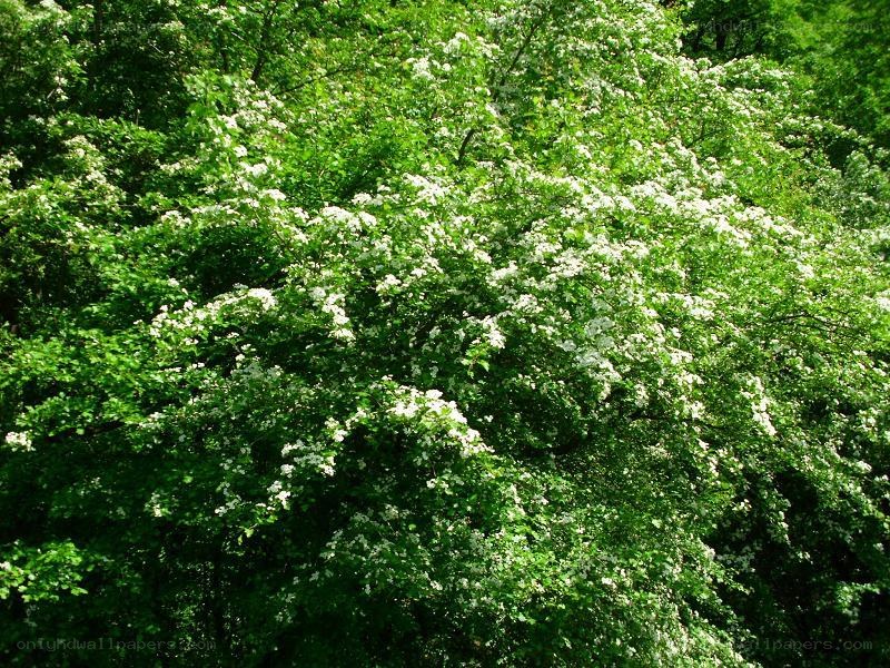 white flowers on green tree