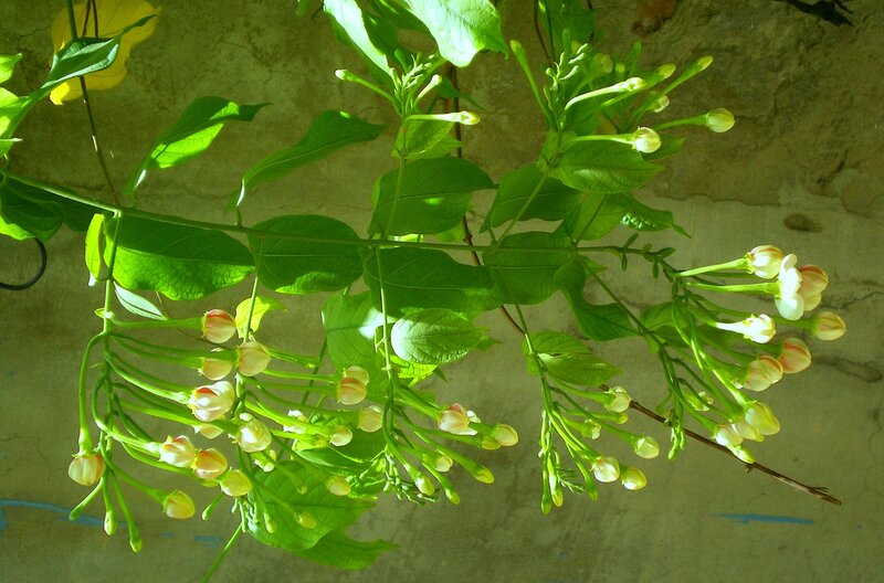 White Flowers on Green Vine — Calm