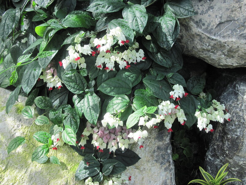 White Flowers on Green Vine — Natural, Afternoon
