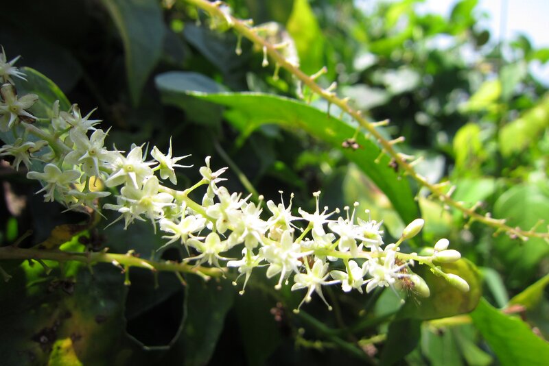 White Flowers on Green Vine — Natural