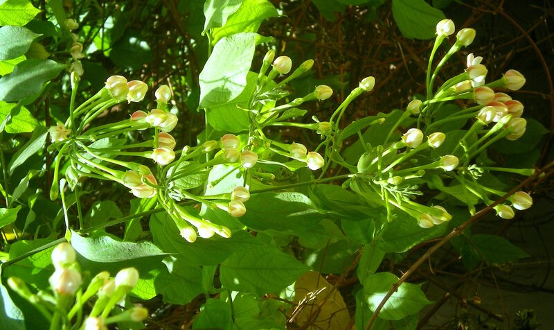 White Flowers on Green Vine — Serene