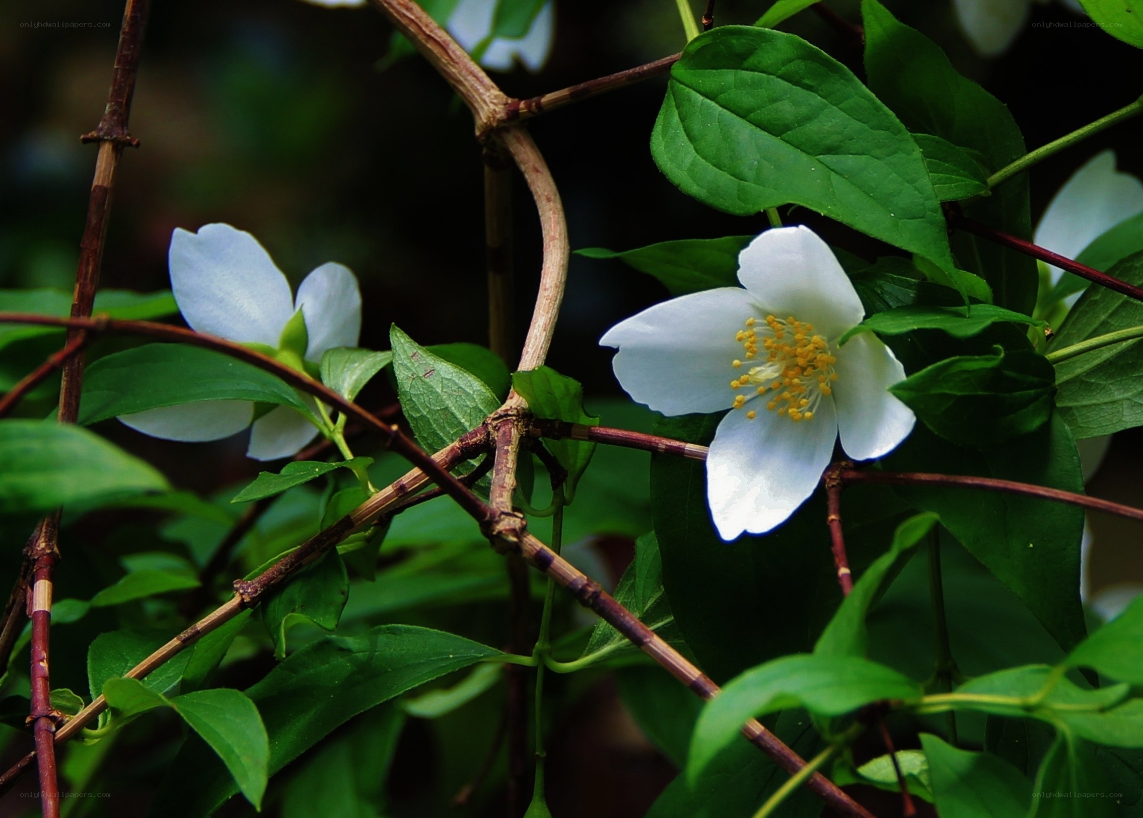 white flowers on green vine