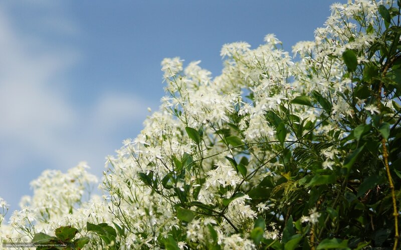 White Flowers on Green Vines — Serene, Afternoon