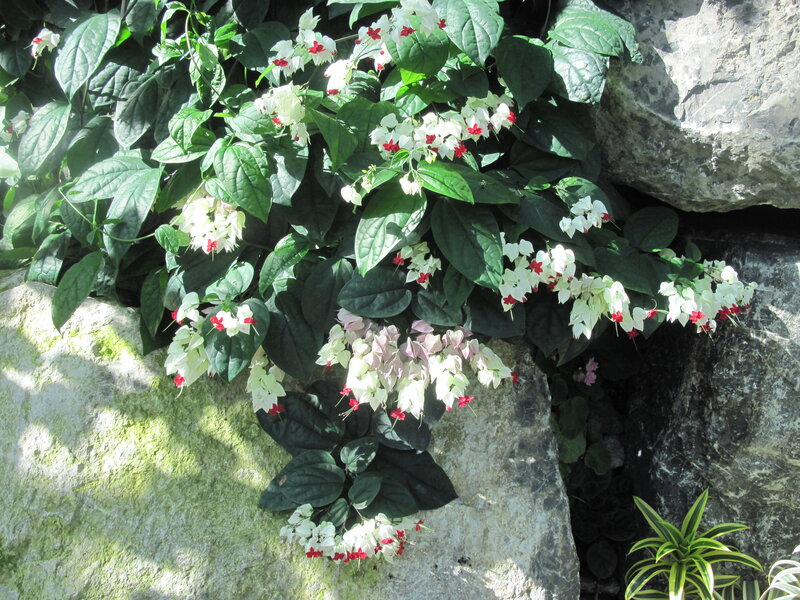 White Flowers on Green Vines — Serene