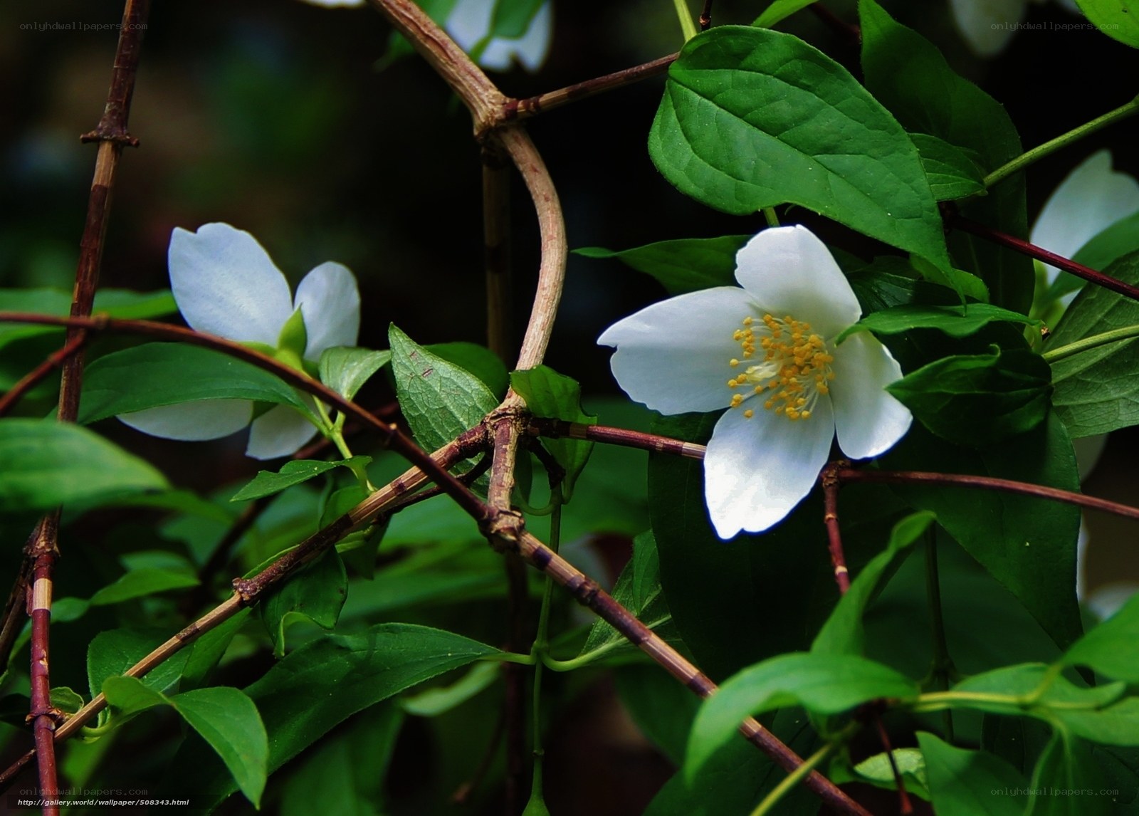 White flowers on green vines