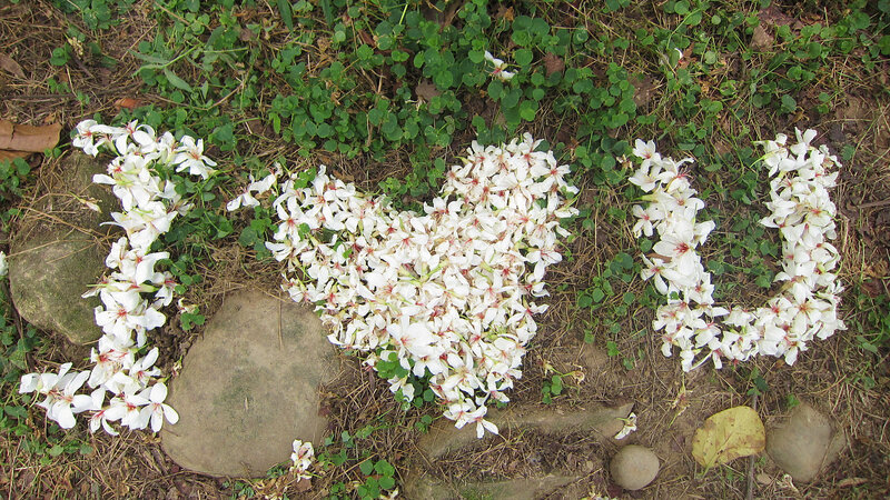 White Flowers on Ground — Calm, Spring