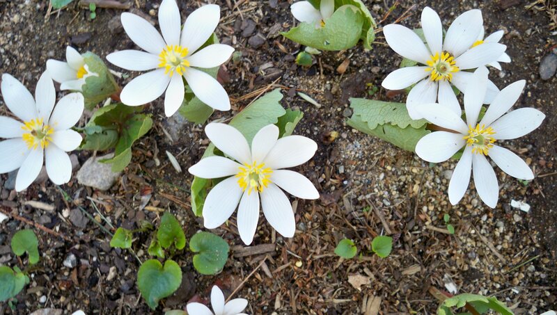 White Flowers on Ground — Calm