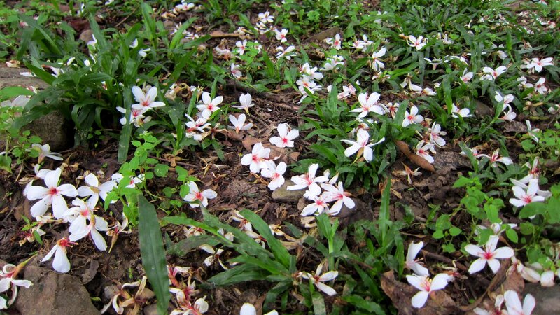 White Flowers on Ground — Green, Calm