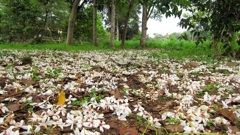 White Flowers on Ground — Green
