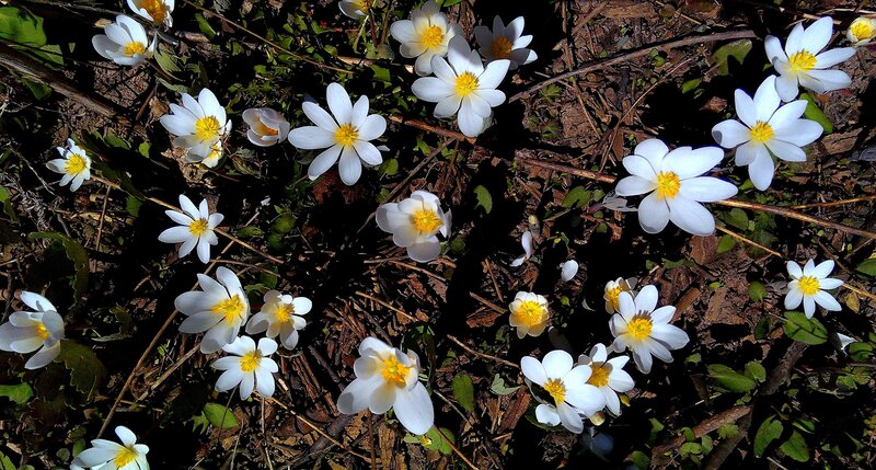White Flowers on Ground — Natural, Spring