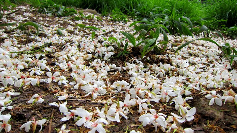 White Flowers on Ground — Serene