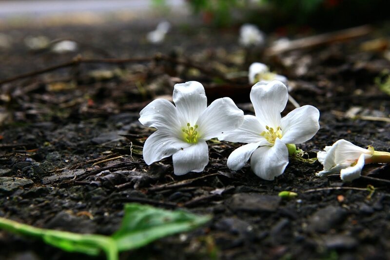White Flowers on Ground