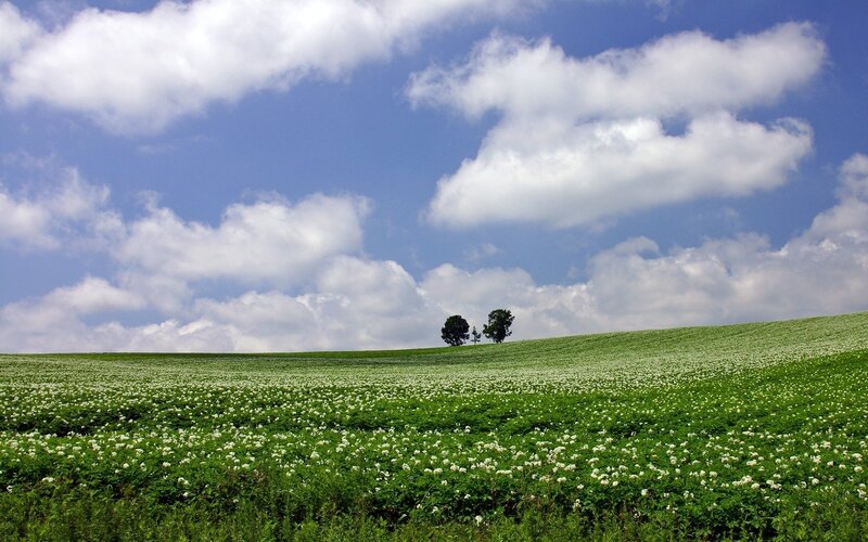 White Flowers on Hill